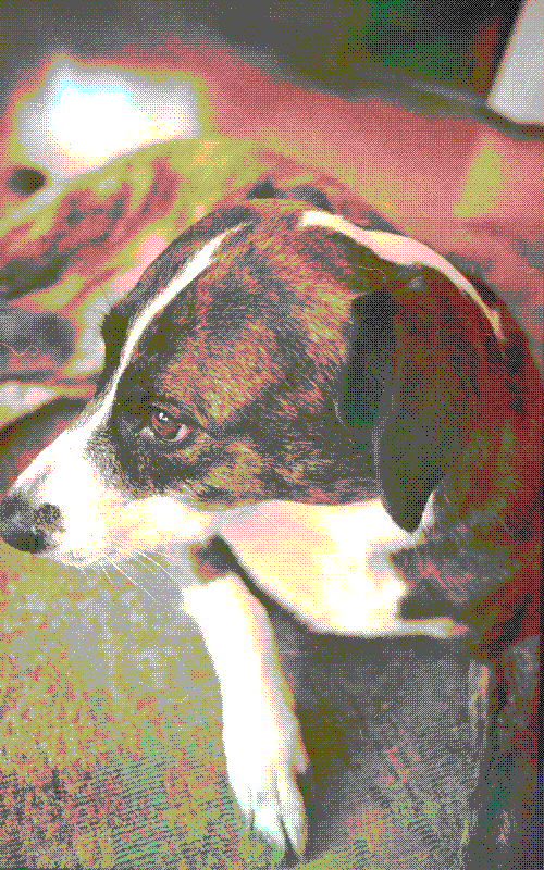 Frankie the collie mix looking away from camera