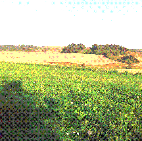 Landscape of yellow and green rolling hills