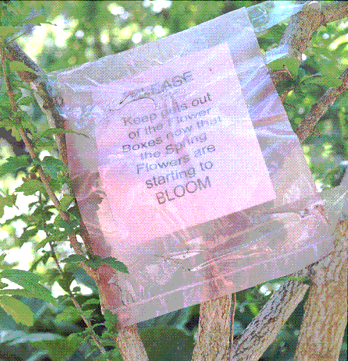 Bag over tree in Chicago with message for neighbors