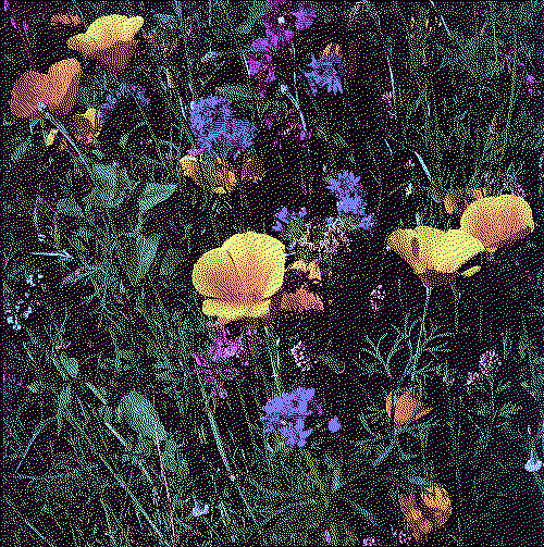 Yellow and Purple Danish Poppies