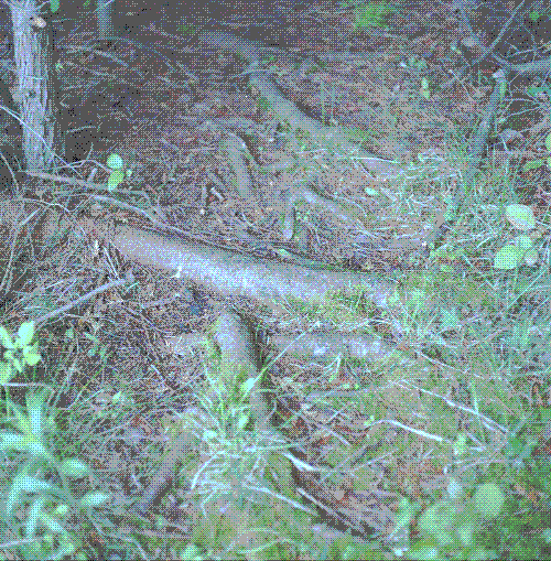 Michigan tree roots